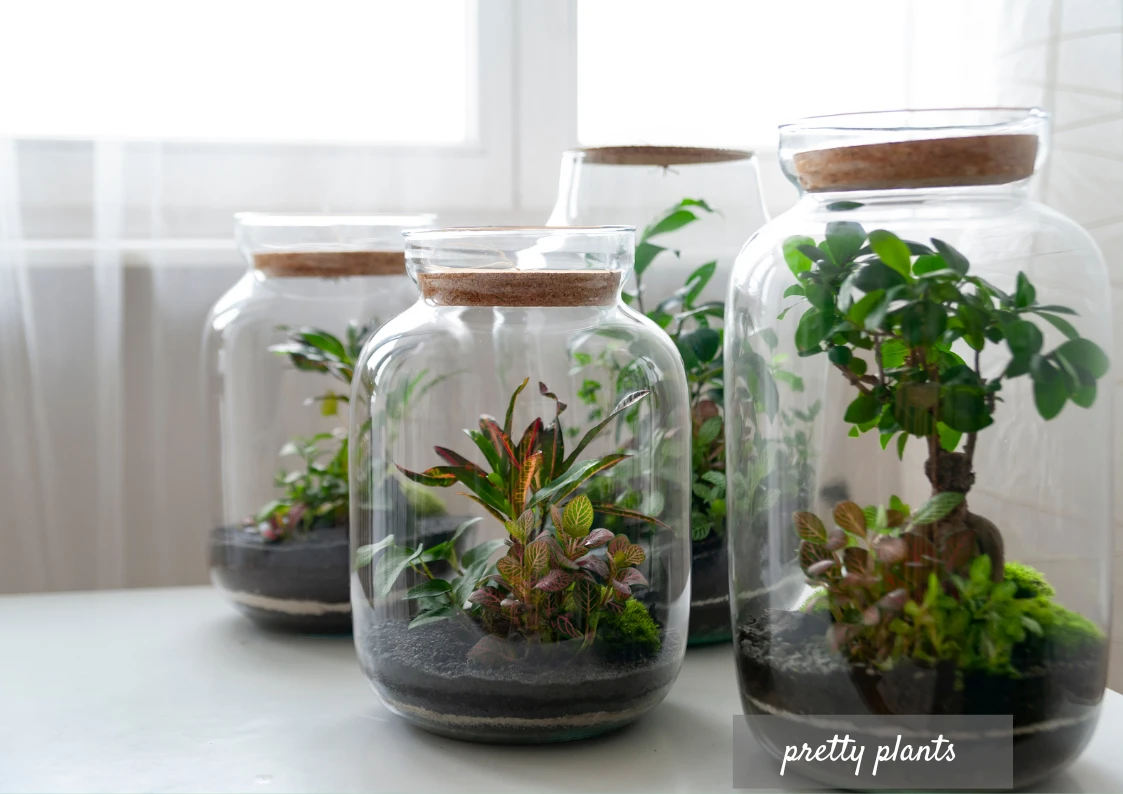 Plant Jars & Mini Terrariums : Greener Spaces for Those Who Aren't Gifted With Green Thumbs