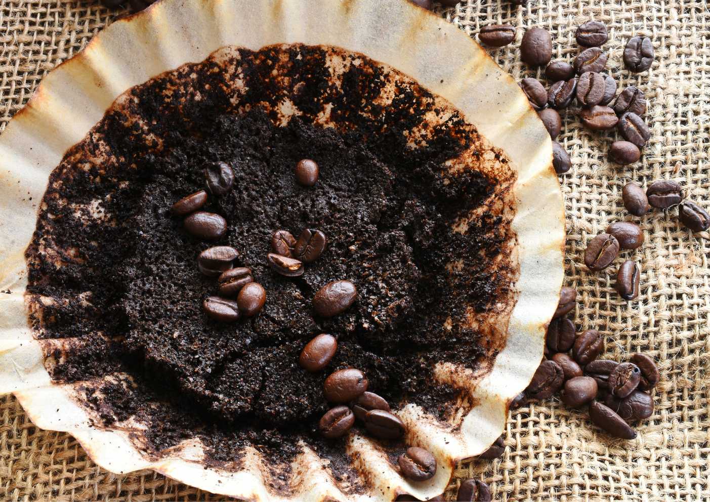 coffee grounds Best Ways to Remove Bad Smell from Fridge Naturally