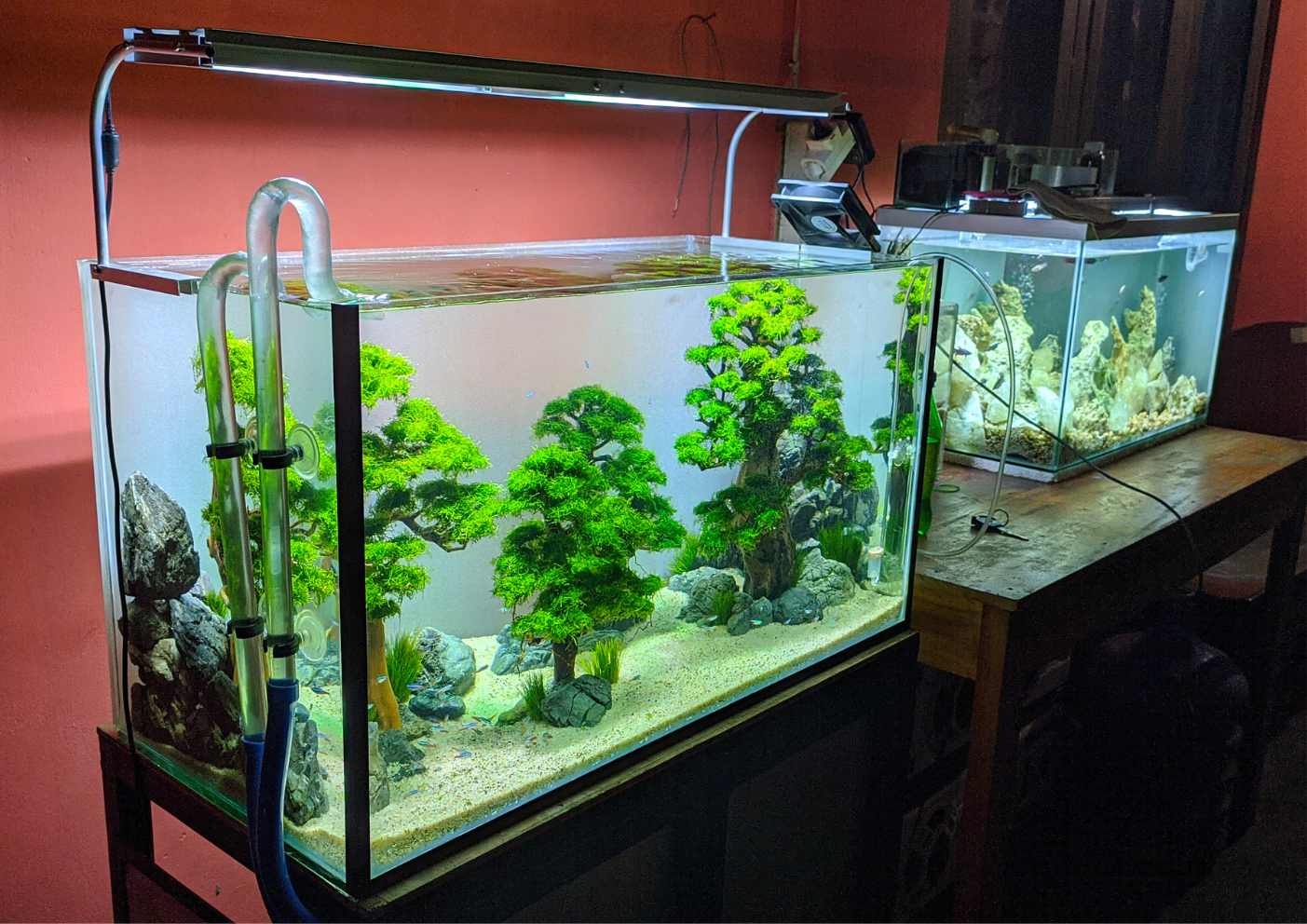 Reasons to Consider When Buying A Nano Tank, aquarium bonsai